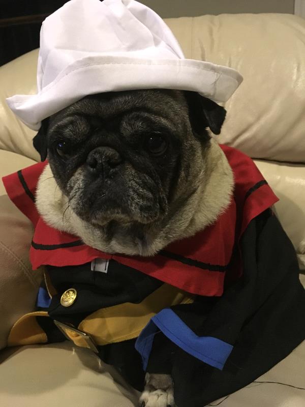 /images/uploads/pug nation rescue of los angeles/2018pugnation/entries/6150thumb.jpg